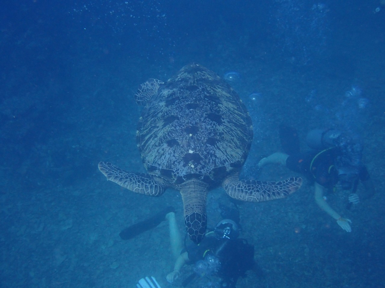Chelonia mydas
